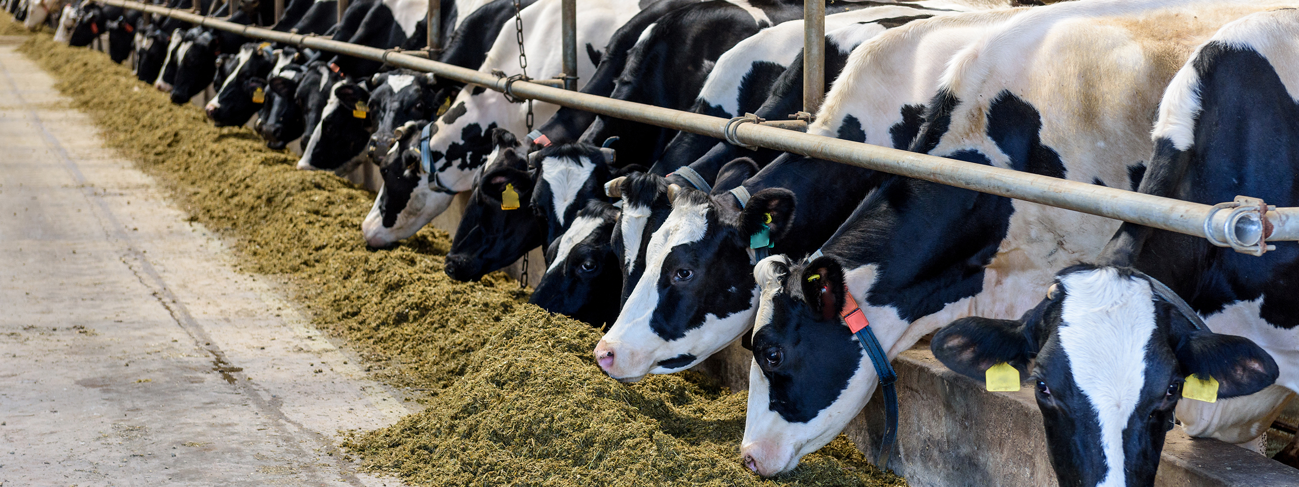 Animal Feed Supplements in Canton, South Dakota