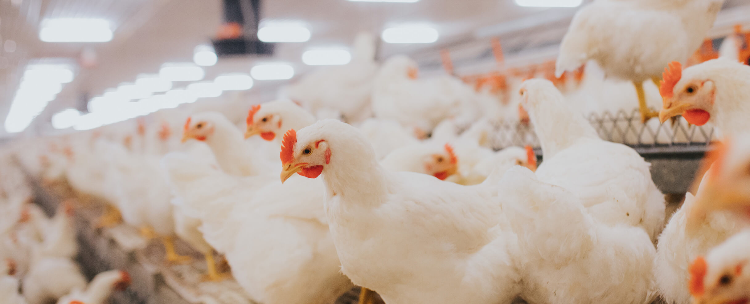 CommPoultry_SpeciesHero