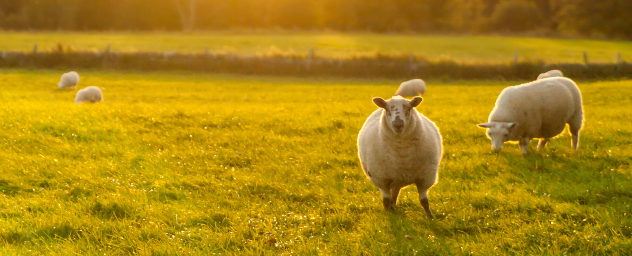 Sheep_SpeciesHero