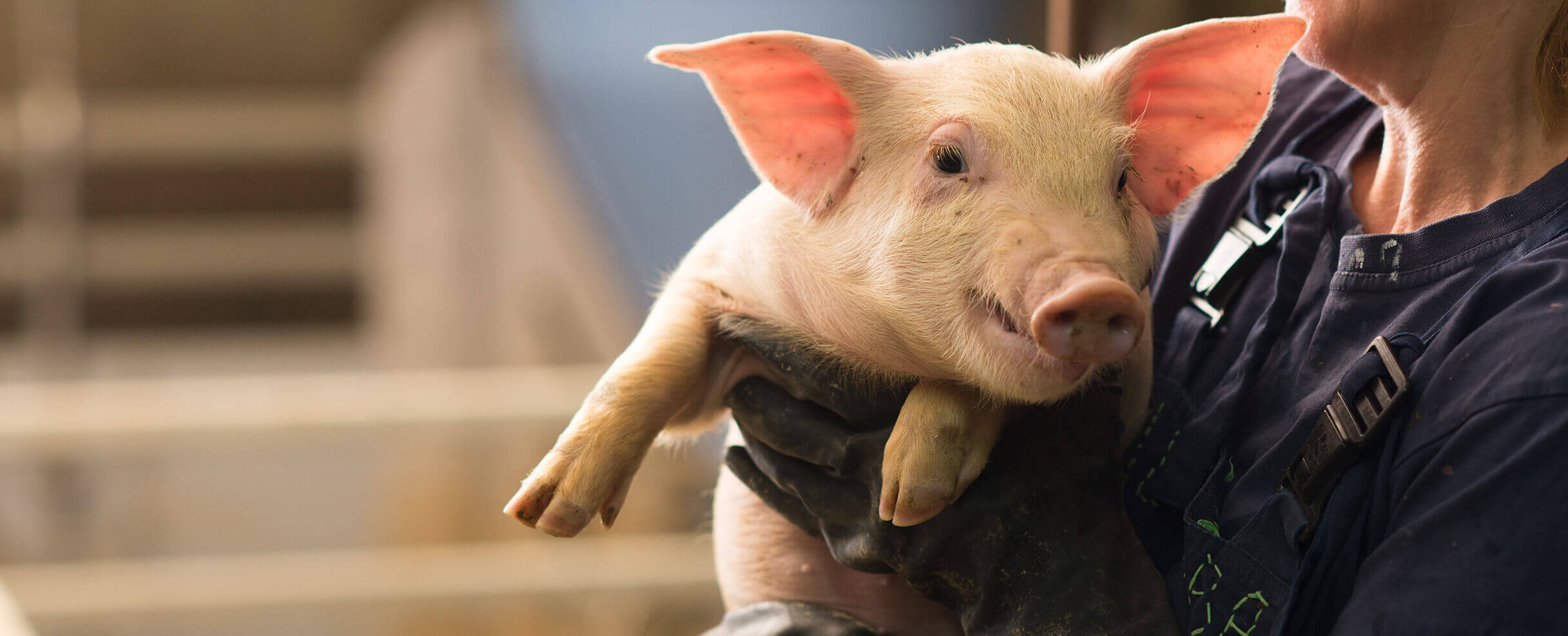 Swine_ProductHero